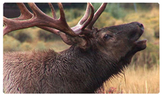 DNSEMP-C-313 Gone Hunting (Elk)